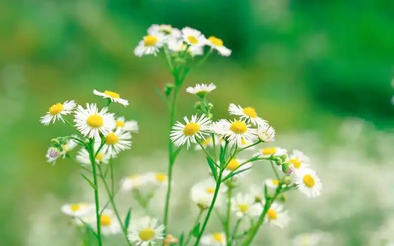 自然风光精美壁纸(三)16 - 1440x900