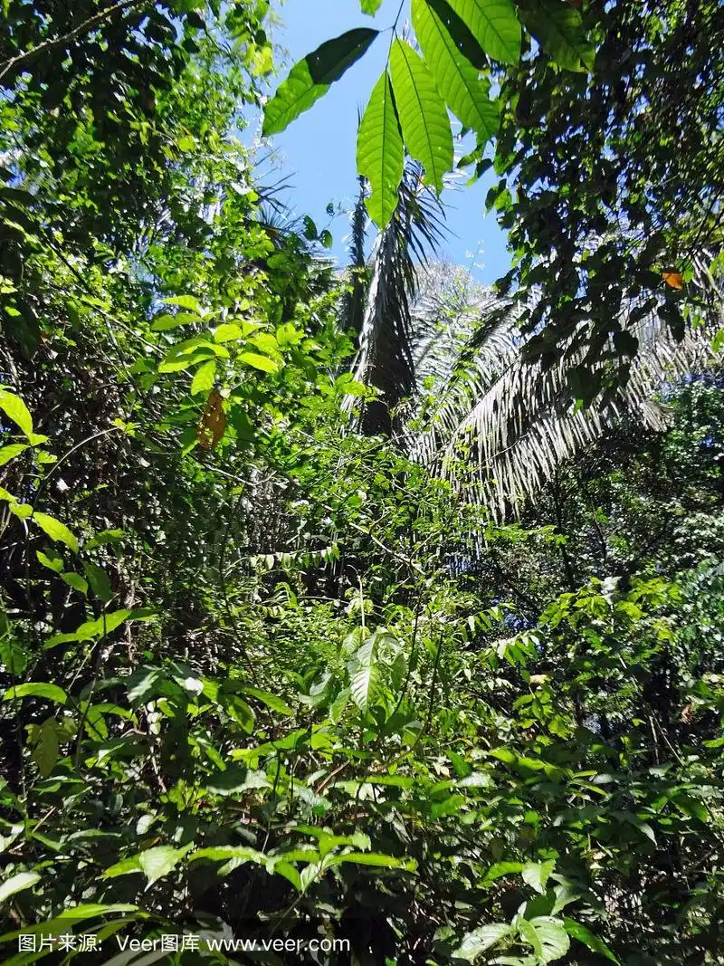 哥斯达黎加雨林