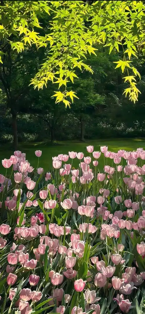 壁纸最近爱用的锁屏壁纸