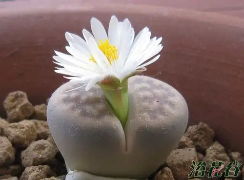 有关生石花开花的一二三