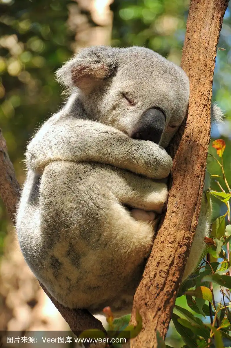 在树枝上睡觉的考拉