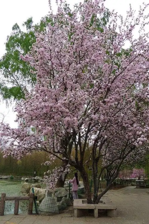 海棠花或昂首朝天,或俯身垂地,璀璨多姿;海棠树或