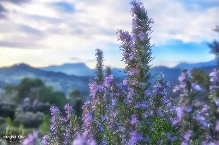 马鞭草酮迷迭香纯露海之朝露迷之迭香一生两相依