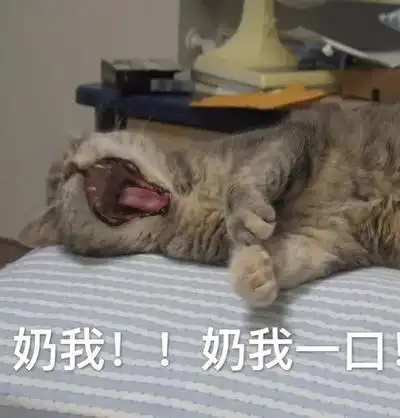 猫喵喵叫图片_猫喵喵叫动态图_猫喵喵叫表情包gif动图下载_soogif