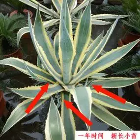 金边兰金边芦荟金边龙舌兰带刺盆栽金边莲植物防辐射去甲醛好养