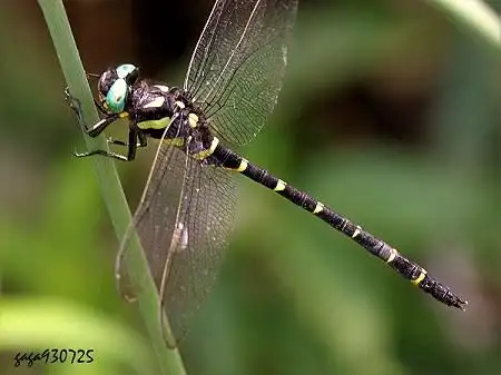 这是什么品种的蜻蜓?它有成年人手掌般大小,我已经把它放生了