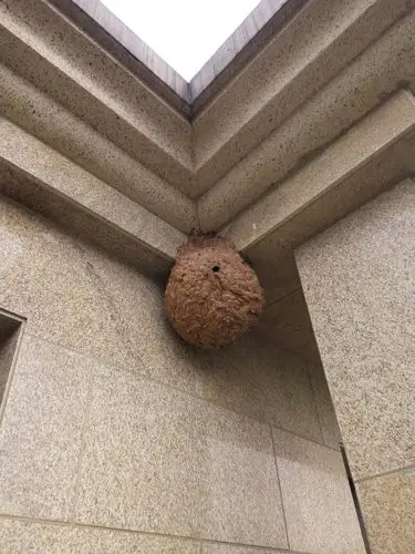 这个是什么马蜂窝?