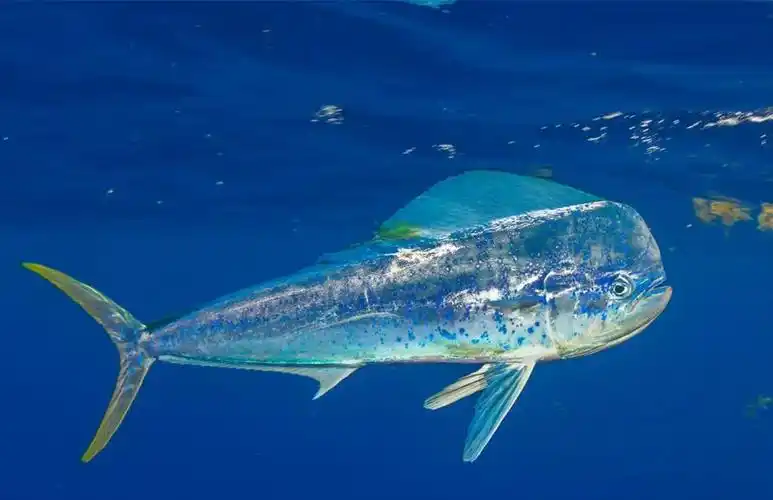 海洋小彩虹蠢萌贪吃鬼鲯鳅