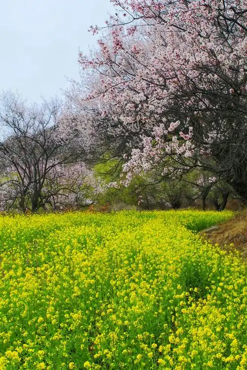 西藏林芝—中国最美丽的春天