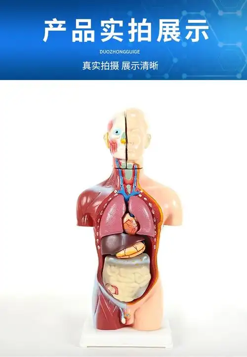 人体解剖模型器官可拆卸医学教学心脏内脏模型玩具躯干结构图精品医学