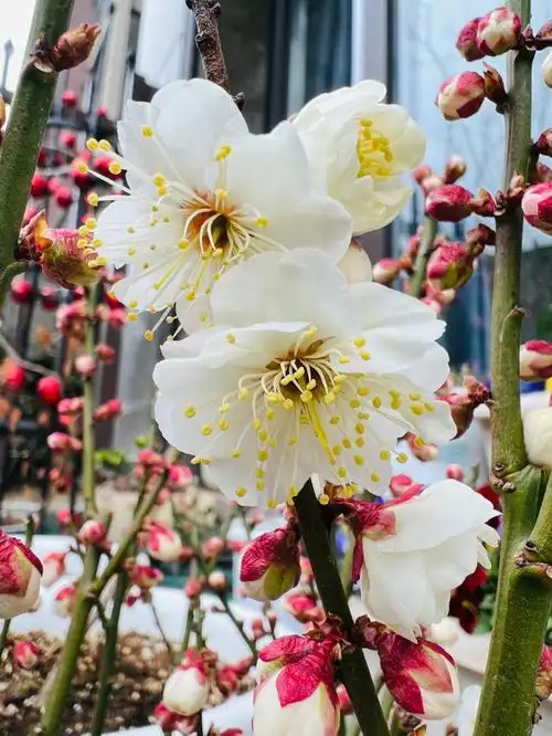 玉蝶梅花实拍有香味颜值不错