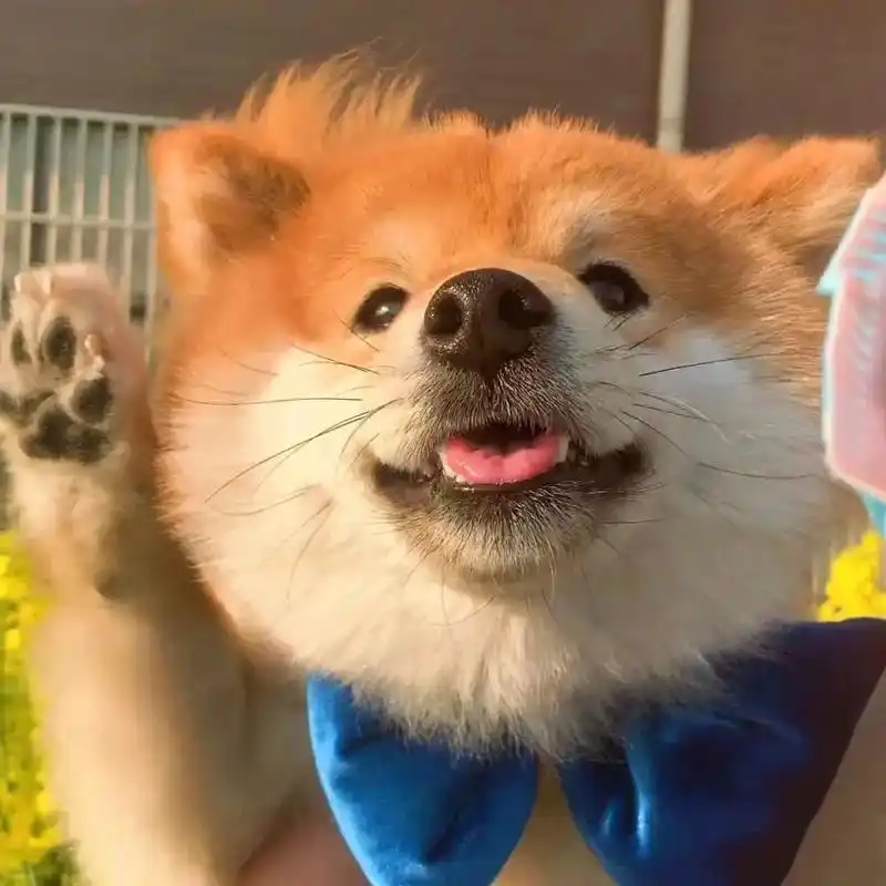 头像 #柴犬#可爱#万物皆可盘#动物  - 抖音