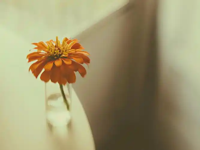 花朵,瓶子,安静,寂静,寂寞,伤感,heavenly~flower,文艺花朵壁纸图片