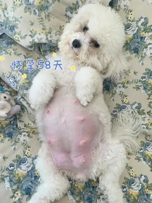 今天怀孕58天啦,肚子大到不行,受罪了我的yo～当姥姥的我紧张又期待