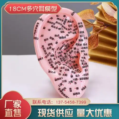 18cm耳朵模型大号软胶清晰刻字穴位反射区耳模型按摩针灸耳穴模型