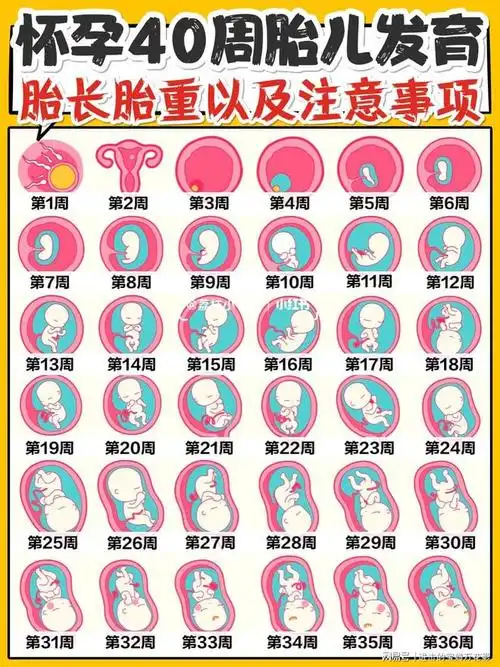 b超|胎心|妊娠|怀孕_网易订阅