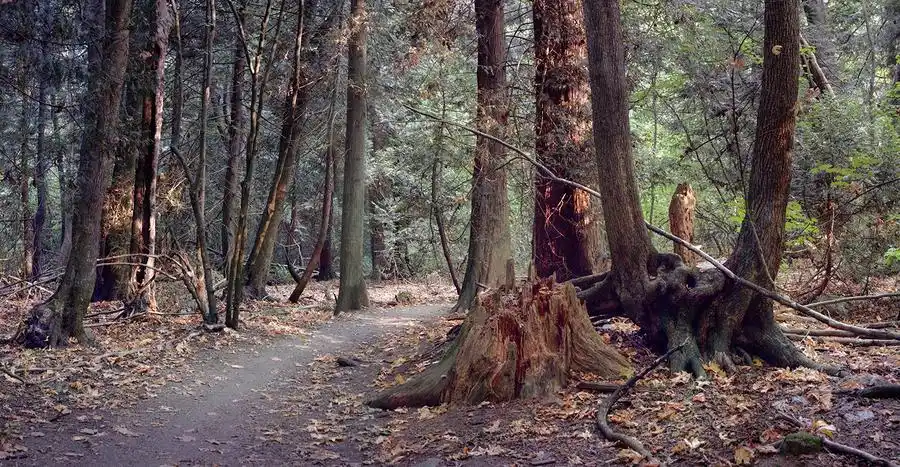 【原始森林摄影图片】生态摄影_o7o_太平洋电脑网摄影部落