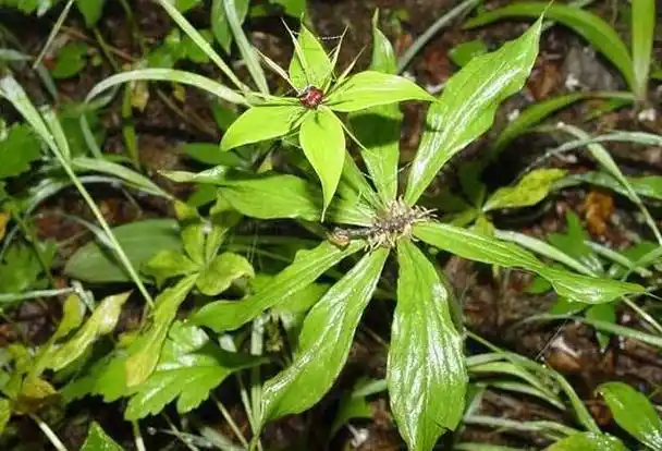 草河车的功效与作用