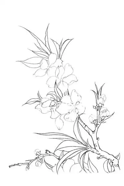 工笔画线稿扇形