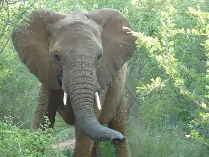 动物园里有什么动物 动物园常见动物大全_中创网zctpt.com