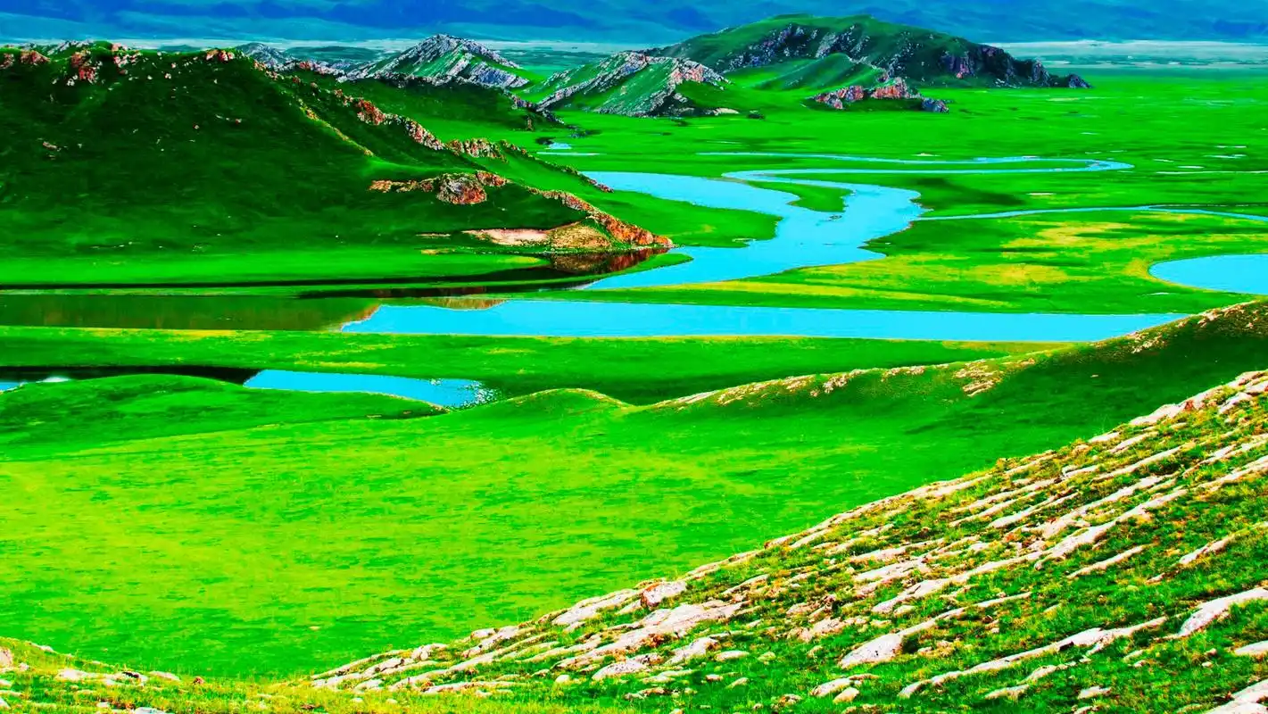 国内文旅# 【典型的禾草草甸草原,感受草原的开阔壮丽!