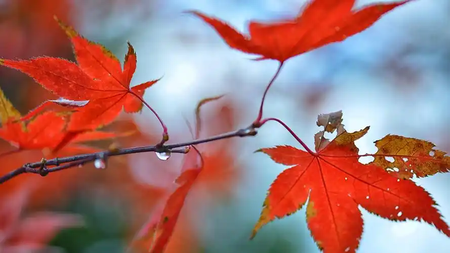 壁纸 秋天,枫叶红,水滴 1920x1200 hd 高清壁纸, 图片, 照片