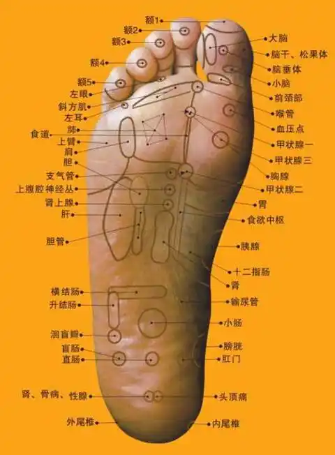 足形望诊由足部形状大小,厚薄,胖瘦可以看出体质的表现,形盛为气血