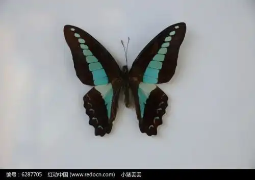 请问谁知道这种蝴蝶叫做什么呢,今天台风天气无意间看到的.