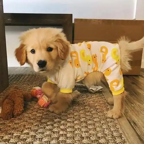 每日吸丨奶里奶气的小金毛超级可爱