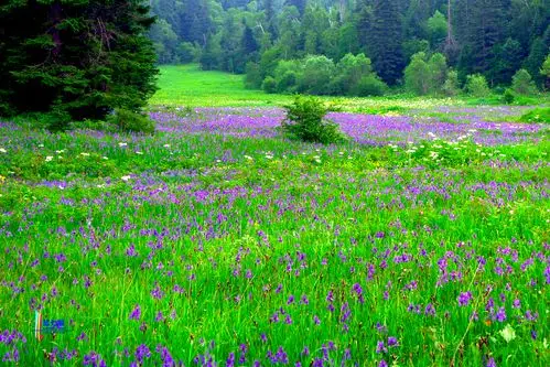 高山花园伴王池