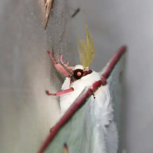 长尾水青蛾属头部特写.