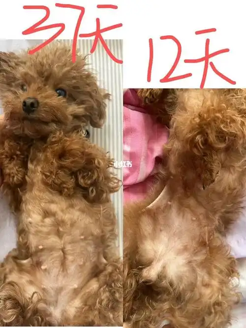 泰迪怀孕37天胖了2斤