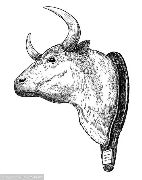 绘制斗牛奖杯的牛头手素描,黑白插图