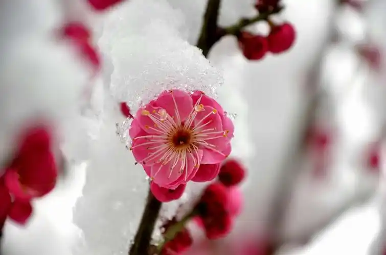 傲立雪中更芬芳