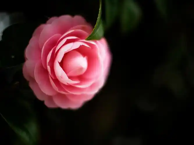 花朵,含苞待放,花骨朵,山茶花,唯美,安静,浅寂清幽,微距,风景,孤芳不