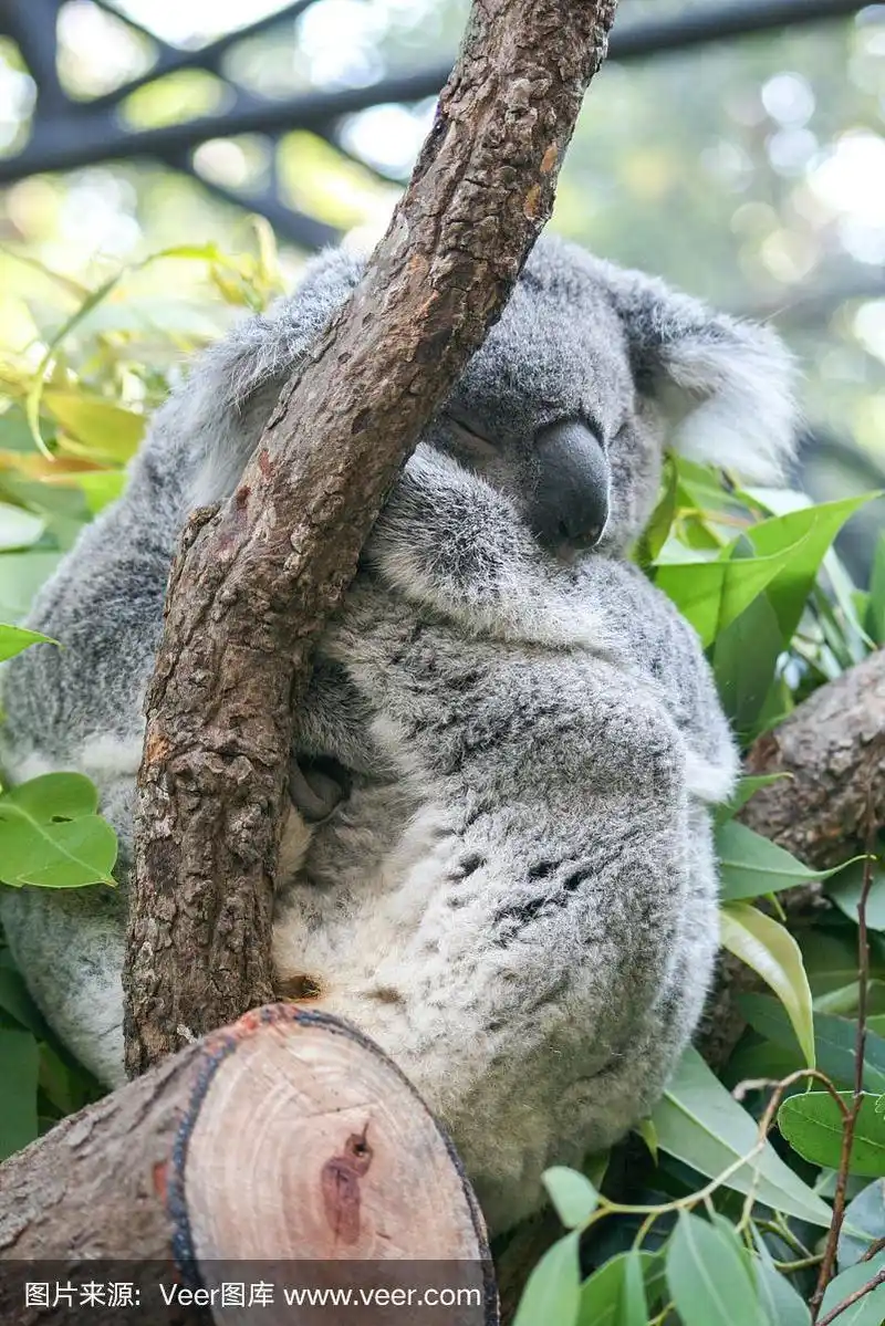 考拉在树上睡觉