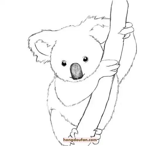 11张懒洋洋的可爱澳大利亚考拉着色图片免费下载-红豆饭小学生简笔画