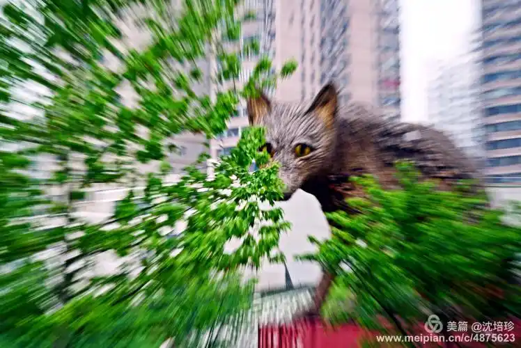 静安雕塑公园追焦,变焦,景深摄影实践练习.