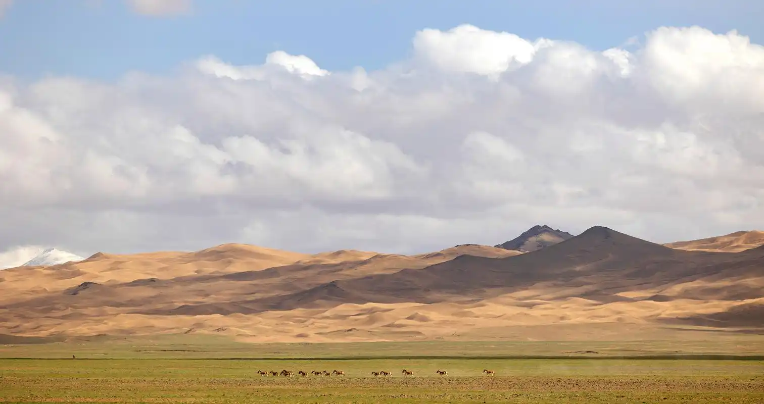 新华全媒 |野性之美——阿尔金山国家级自然保护区野生动物图鉴