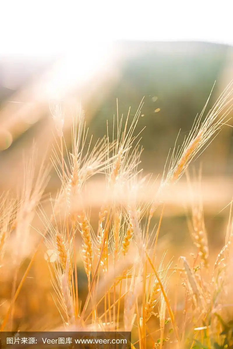金色的麦田在清晨日出与美丽的地平线和蓝天的背景.夏末收获时间
