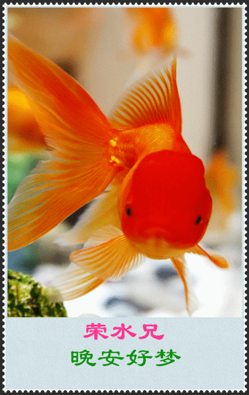 600_950竖版 竖屏gif 动态图 动图