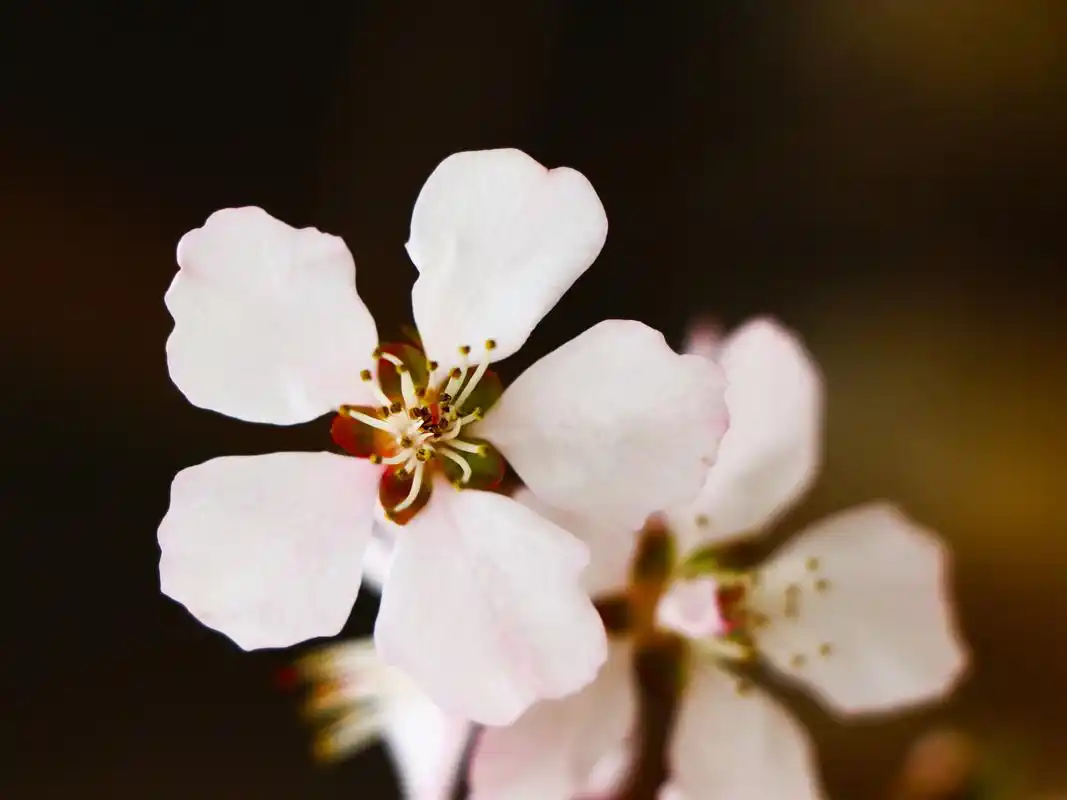 唯美白色系桃花图片桌面壁纸下载
