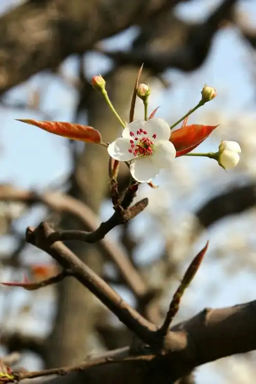 梨花,不以艳丽取宠,洁白无瑕淡雅脱俗