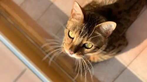 猫壁纸【110】猫壁纸图片_桌面壁纸图片_壁纸下载-元气壁纸