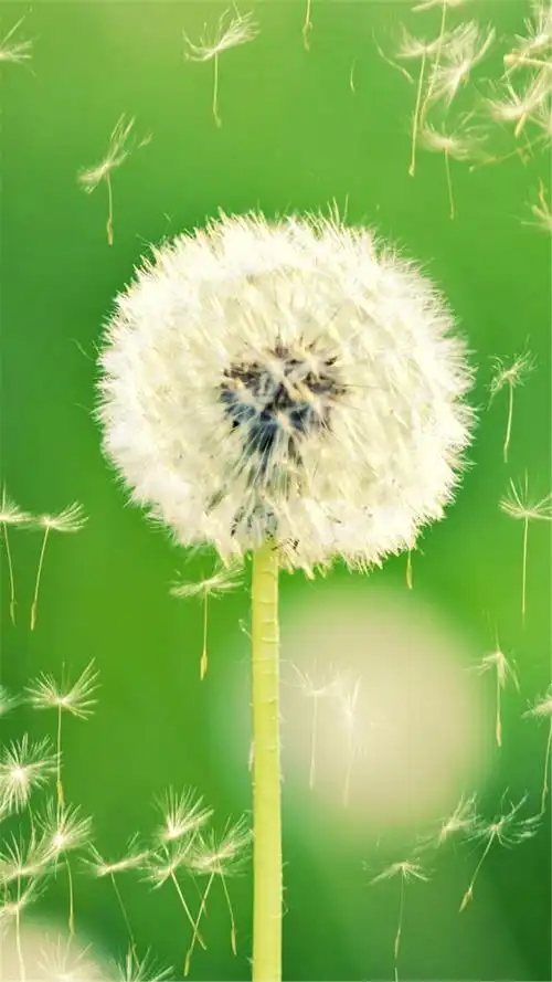 绿色护眼小清新植物高清图片苹果6iphon6plus专用手机壁纸下载