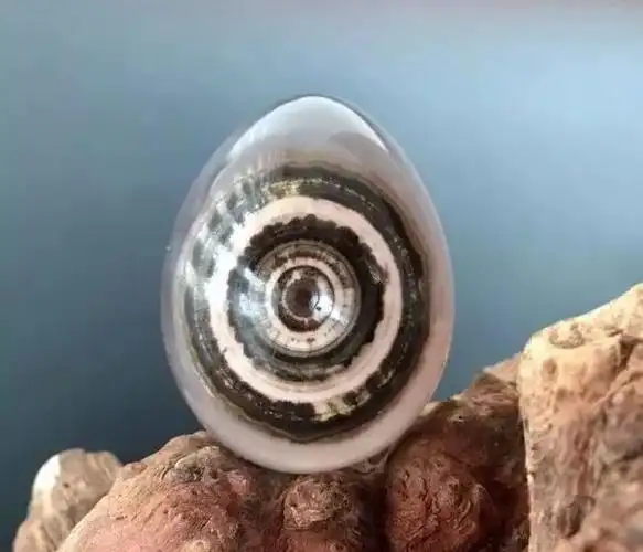 在天珠之前,它才是珠子之王,这种蜻蜓眼你见过吗?