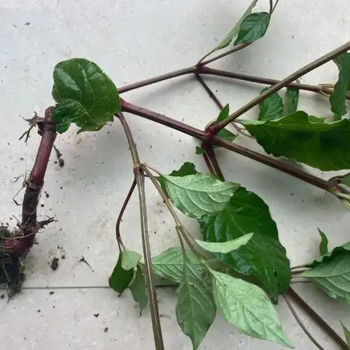 土牛膝全1斤新鲜杜牛膝野牛粗毛牛膝倒钩扣草其他药食同源食品