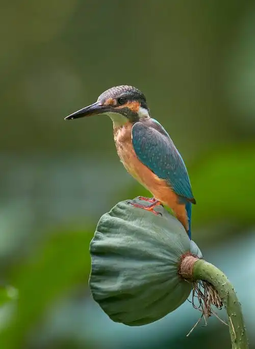 捕食小鱼的翠鸟