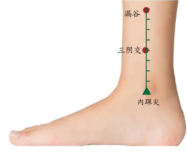 内踝尖