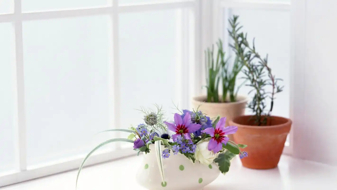 唯美简约小清新花卉植物高清桌面壁纸下载